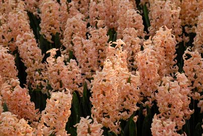 Gipsy Queen Dutch hyacinth