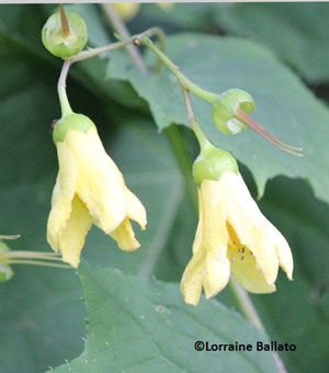 Yellow Wax Bells