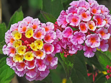 Lantana