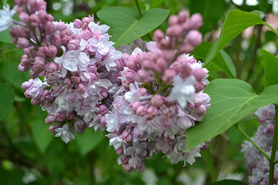 Lilac blooms