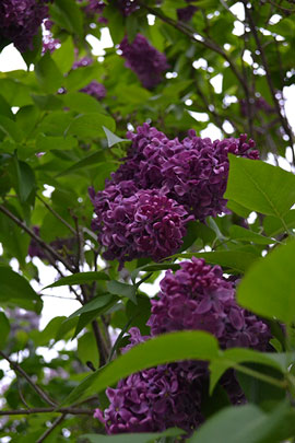 Lilac in bloom