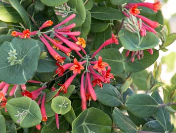 Major Wheeler lonicera Monrovia
