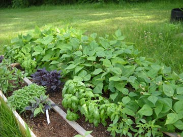 Fresh basil varieties