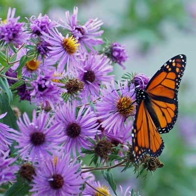 Monarch butterfly on Aster