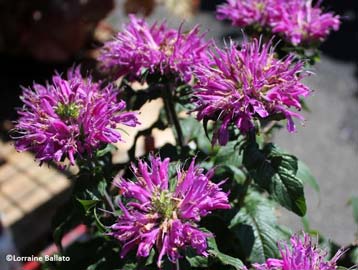 Bee Balm (monarda)