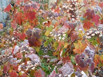 Oakleaf hydrangea Sike’s Dwarf