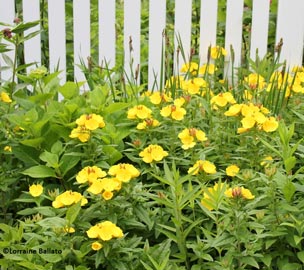 Sundrops (oenothera)