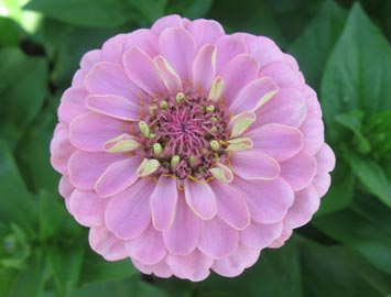 Oklahoma Carmine Rose Zinnia