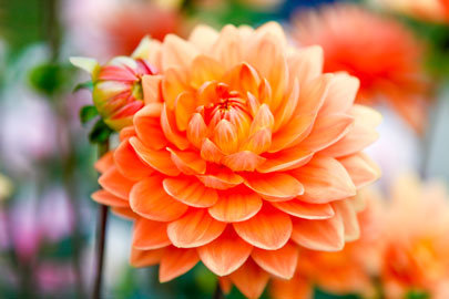 Orange Dahlia, Tacoma WA