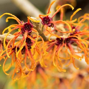 Orange witch hazel in winter