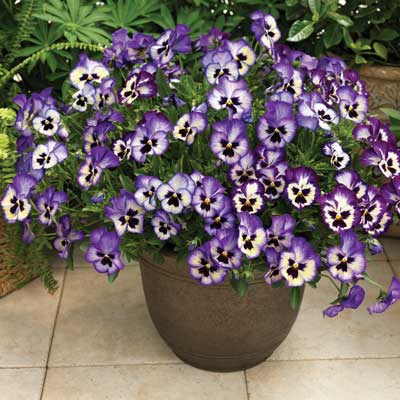 Pansy Wonderfall Blue Picotee