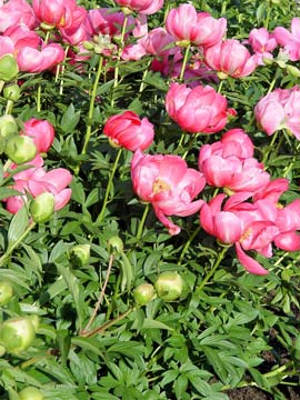 Pink peonies