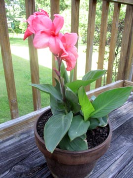 Pink Canna Lily on Deck