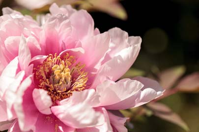 Pink intersectional peony flower