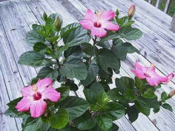 Tropical hibiscus