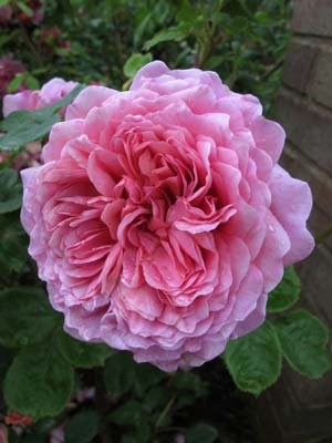 Princess Alexandra of Kent rose