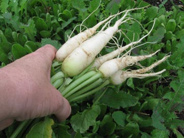 Direct sow root crops
