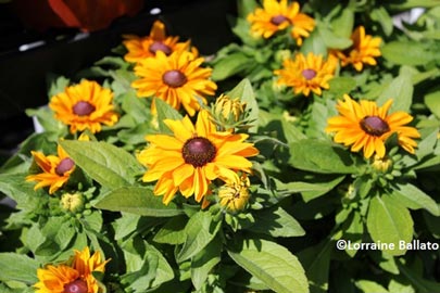 Rudbeckia Prairie Sun