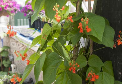 Scarlet runner bean