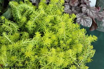 Sedum Angelina