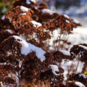 tall sedum stands upright in winter