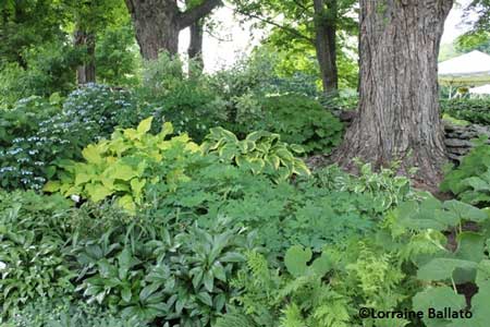 Shade garden