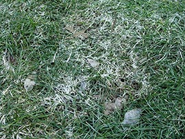 Snow mold