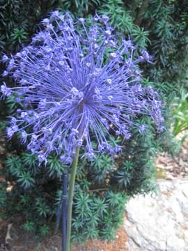 Spray painted allium