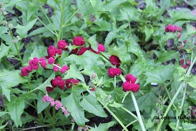 Strawberry spinach