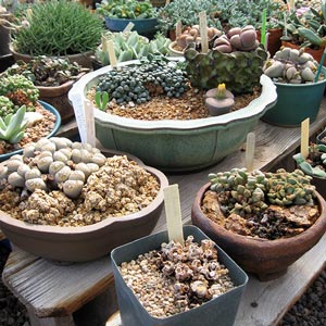 Succulent dish garden