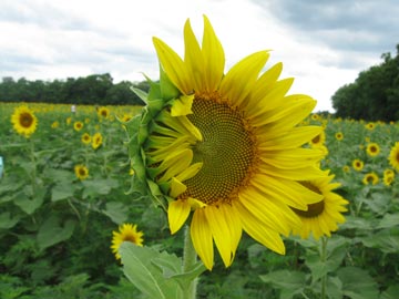 Sunflower fields