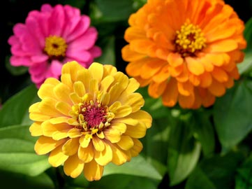 Colorful zinnias