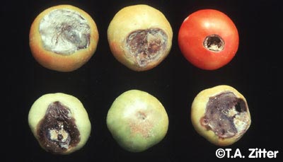 Blossom end rot