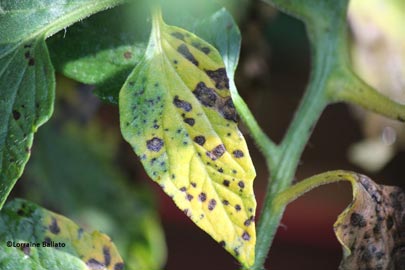 eptoria leaf spot on tomoato plant