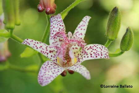 Toad Lilies