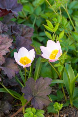 Lilac wonder tulip & frosted violet heuchera