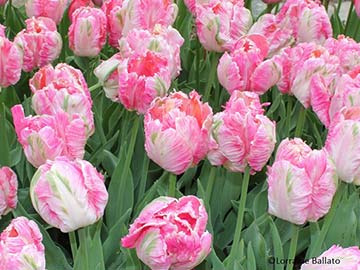 Apricot parrot tulip