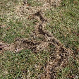 Vole tunnels