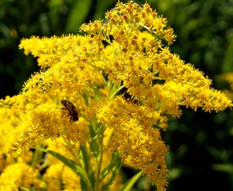 Goldenrod