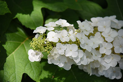 White oakleaf hydrangea