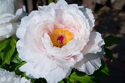 White tree peony