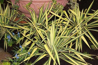 Yucca filamentosa Color Guard