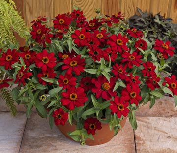 Zinnia Profusion Red