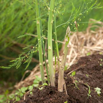 Asparagus