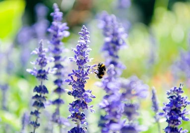 Salvia flowers attract bees, butterflies, and goldfinches