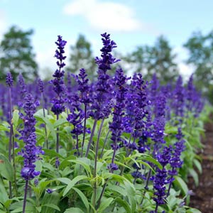 Blue salvia