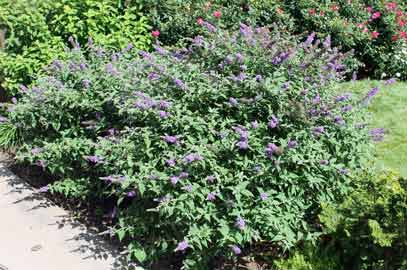 Lo and Behold® 'Blue Chip.' Butterfly Bush