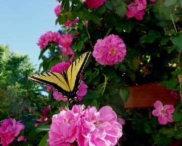 Cold-hardy Canadian climbing rose