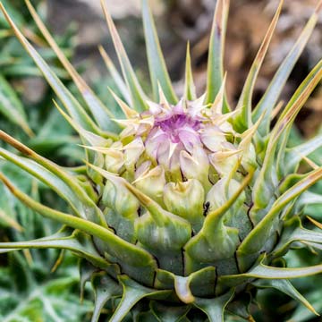 Cardoon