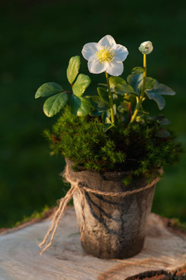 Christmas rose hellebore